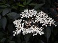 Sambucus nigra Gerda IMG_4509 Bez czarny